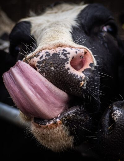Cow Tongue Close-up